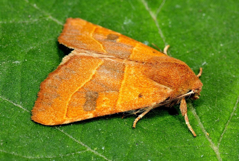 Noctudae  dalle tinte calde e luminose